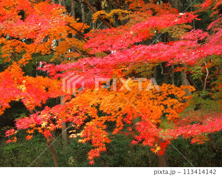 林の中のモミジの紅葉風景 113414142