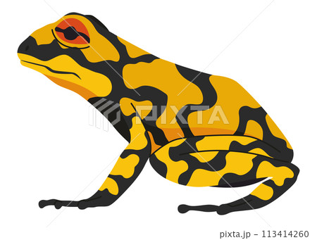Frog or toad, amphibian animal. Type of froggy. Exotic tropical reptile. Flat vector illustration on white background 113414260