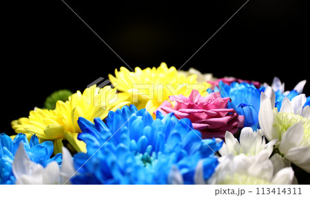 Multicolored Flowers Over Black Background Side View Macro Shot Stock Photo   113414311