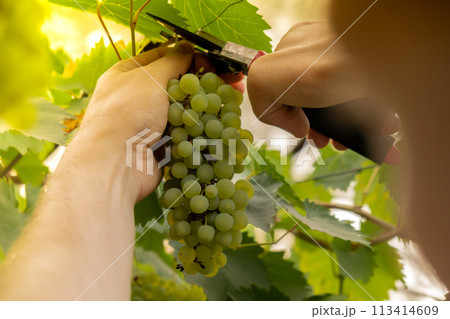 Male farmer picks bunches fresh grown green grapes from vineyard. Wine making produce. Homegrown locally agriculture healthy country life concept. Sunlight illuminates harvest Male farmer picks bunches fresh grown green grapes from vineyard. Wine making produce. Homegrown locally agriculture healthy country life concept. Sunlight illuminates harvest 113414609