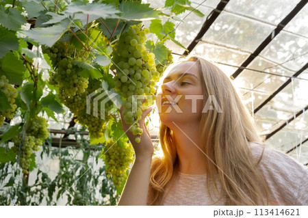 Female farmer breathing bunches fresh grown green grapes from vineyard. Wine making produce. Homegrown locally agriculture healthy country life concept. Sunlight illuminates harvest 113414621