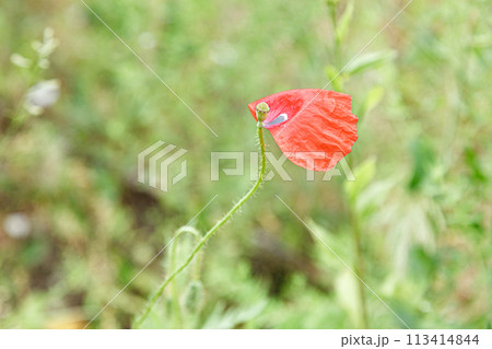beautiful poppies among the field 113414844