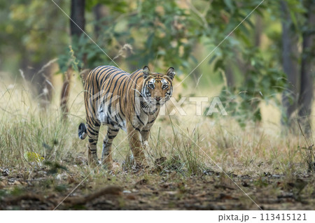 wild indian female bengal tiger or panthera tigris in natural green background on territory stroll head on with eye contact in safari at bandhavgarh national park forest reserve madhya pradesh india 113415121