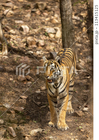 wild female bengal tiger or tigress or panthera tigris head on closeup during morning territory stroll in safari at ranthambore national park forest reserve sawai madhopur rajasthan india asia 113415125