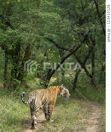 wild female bengal tiger or panthera tigris walking ahead territory marking from vehicles on forest trail or road in safari at ranthambore national park forest reserve sawai madhopur rajasthan india 113415126