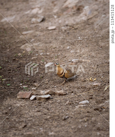 wild male Painted Sandgrouse or Pterocles indicus bird closeup in summer season safari in national park or forest tiger reserve india asia wild male Painted Sandgrouse or Pterocles indicus bird closeup in summer season safari in national park or forest tiger reserve india asia 113415128