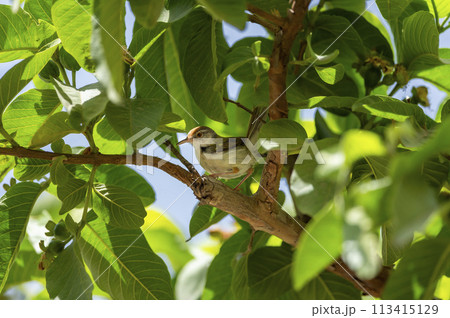 common tailorbird or Orthotomus sutorius a small shy bird perched in natual green background and in shade of guava leafs tree at forest of central india asia common tailorbird or Orthotomus sutorius a small shy bird perched in natual green background and in shade of guava leafs tree at forest of central india asia 113415129