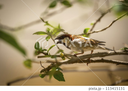 male House sparrow or Passer domesticus bird calling beak open closeup in natural green background at keoladeo national park or bharatpur bird sanctuary rajasthan india asia 113415131