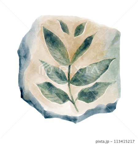 Fossil of plant in rock . Watercolor paint design . Vector . 113415217