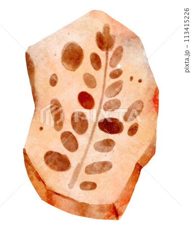 Fossil of plant in rock . Watercolor paint design . Vector . Fossil of plant in rock . Watercolor paint design . Vector . 113415226