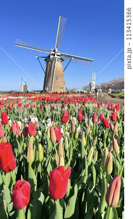 【千葉県佐倉市】佐倉ふるさと広場 チューリップ畑の風車 【千葉県佐倉市】佐倉ふるさと広場 チューリップ畑の風車 113415366