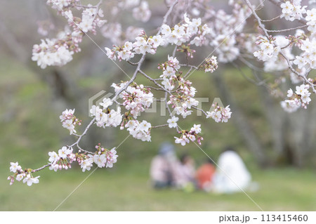 桜 イメージ 桜 イメージ 113415460