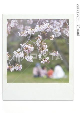 桜 イメージ ポラ風 桜 イメージ ポラ風 113415462