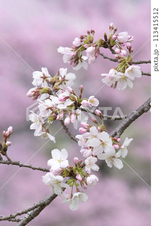 桜 イメージ 桜 イメージ 113415512