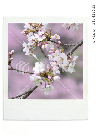 桜 イメージ ポラ風 桜 イメージ ポラ風 113415513