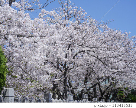 兵庫県 加古川市 加茂神社 桜 兵庫県 加古川市 加茂神社 桜 113415533