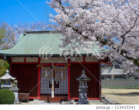 兵庫県 加古川市 加茂神社 桜 兵庫県 加古川市 加茂神社 桜 113415541