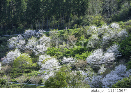 都城市高城町本八重の桜 都城市高城町本八重の桜 113415674