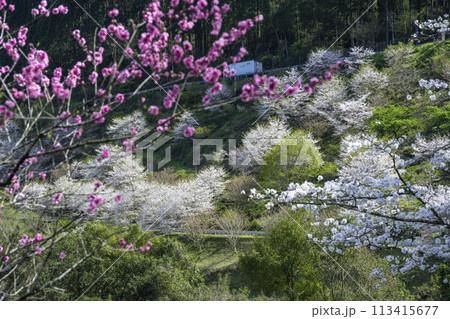 都城市高城町本八重の桜 都城市高城町本八重の桜 113415677