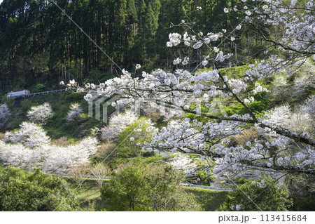 都城市高城町本八重の桜 都城市高城町本八重の桜 113415684