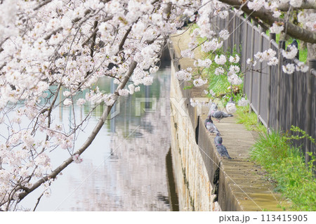 桜咲く水路の際で鳩も花見を楽しむ 桜咲く水路の際で鳩も花見を楽しむ 113415905