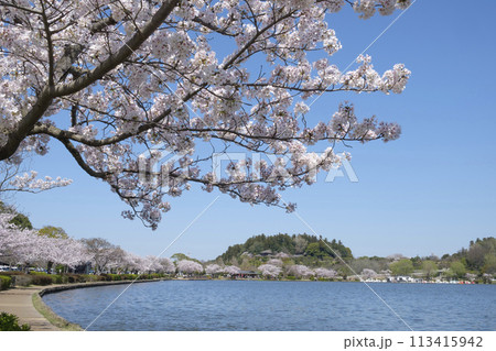 水戸市千波湖畔のソメイヨシノと偕楽園と好文亭 113415942