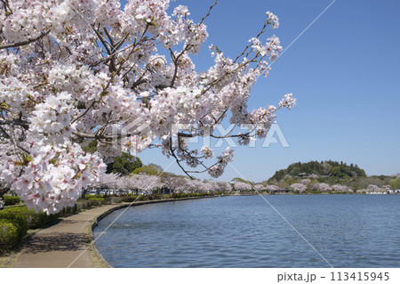 水戸市千波湖畔のソメイヨシノと偕楽園と好文亭 113415945