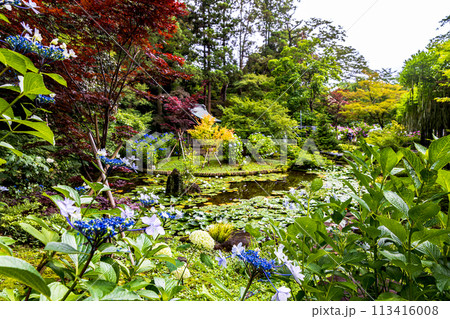 千葉県 本土寺の紫陽花  千葉県 本土寺の紫陽花  113416008