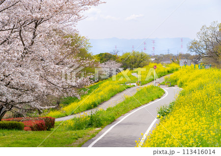 桜と菜の花が咲く春の歩行者自転車用道路 a-1 桜と菜の花が咲く春の歩行者自転車用道路 a-1 113416014