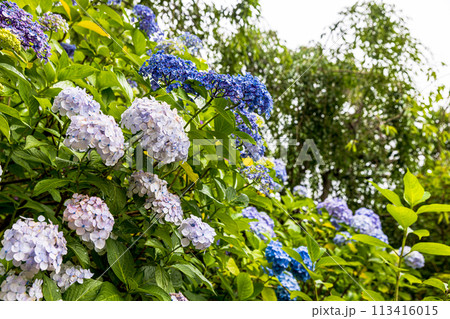 千葉県 本土寺の紫陽花 千葉県 本土寺の紫陽花 113416015