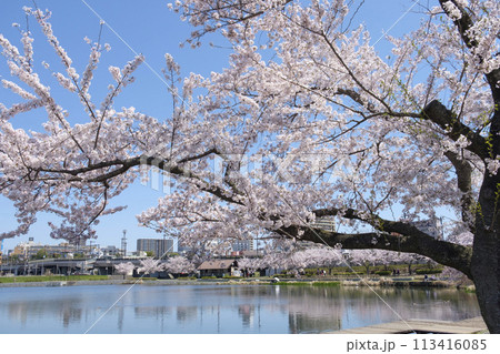 水戸市の桜と千波湖 水戸市の桜と千波湖 113416085