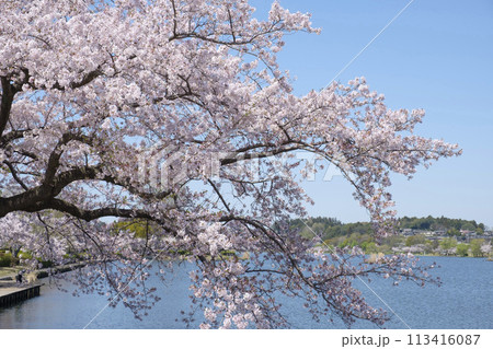 水戸市の桜と千波湖 113416087