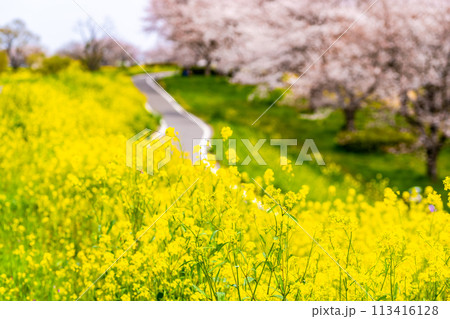 桜と菜の花が咲く春の歩行者自転車用道路　b-2 ボケイメージ ビビッド 113416128