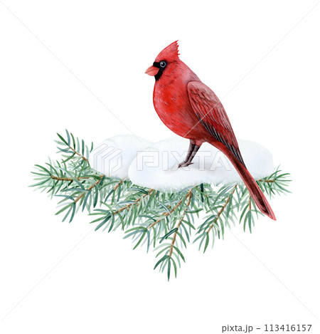 Cardinal bird sitting on fir tree branch with snow watercolor illustration isolated on white background for Christmas and New Year holidays greeting cards in red and green 113416157