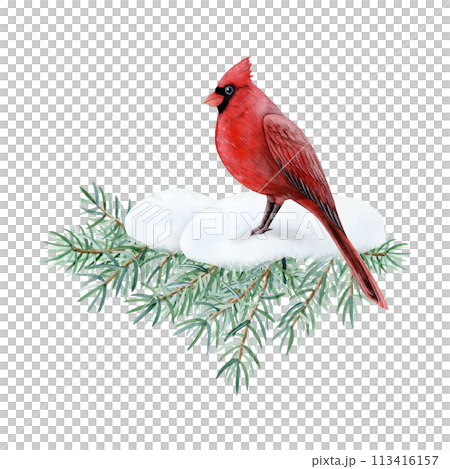 Cardinal bird sitting on fir tree branch with snow watercolor illustration isolated on white background for Christmas and New Year holidays greeting cards in red and green 113416157