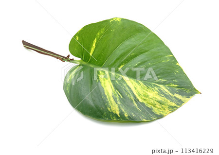 Golden pothos 2 113416229