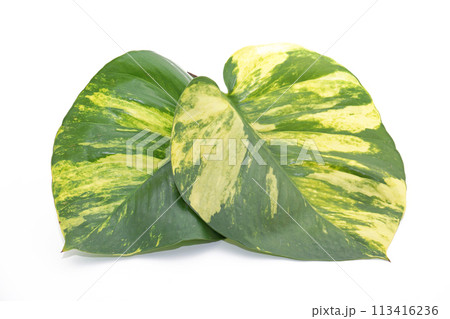 Golden pothos 8 Golden pothos 8 113416236