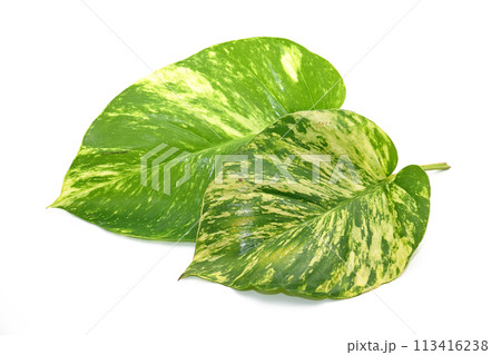 Golden pothos 9 Golden pothos 9 113416238