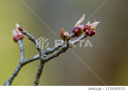 ガマズミ科ガマズミの新葉 113416313