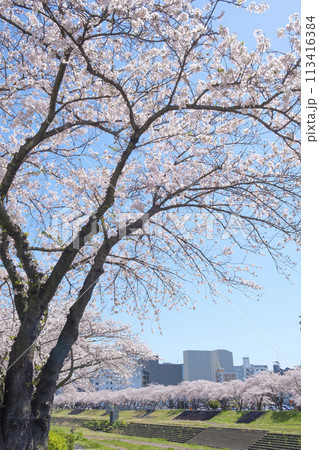 水戸市駅南の桜川のソメイヨシノの桜並木 水戸市駅南の桜川のソメイヨシノの桜並木 113416384