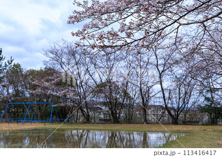 2024春奈良市街地住宅街に咲く桜公園のゲートボール場に出来た水たまりのリフレクションと桜の花 113416417