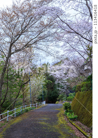 2024春　奈良市街地住宅街に咲く桜　森と接した府県境の遊歩道に咲くさくら 113416418