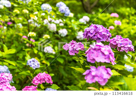 千葉県　本土寺の紫陽花　 113416618