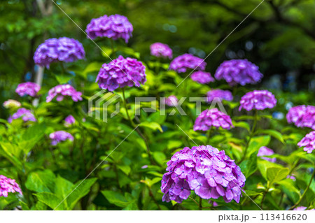 千葉県 本土寺の紫陽花 千葉県 本土寺の紫陽花 113416620