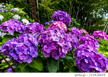 千葉県 本土寺の紫陽花 千葉県 本土寺の紫陽花 113416629
