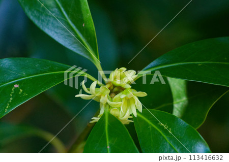 マツブサ科シキミ属の常緑性小高木シキミの花 113416632