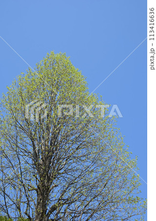 春の大木の新緑と大空 113416636