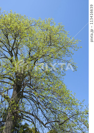 春の大木の新緑と大空 113416639