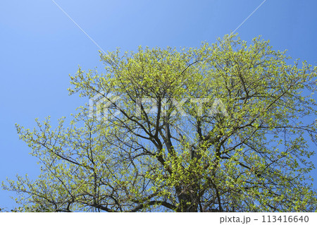 春の大木の新緑と大空 春の大木の新緑と大空 113416640