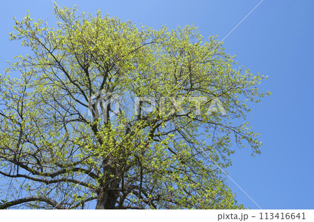 春の大木の新緑と大空 春の大木の新緑と大空 113416641